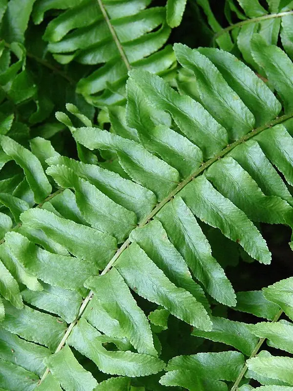 Boston fern leaves