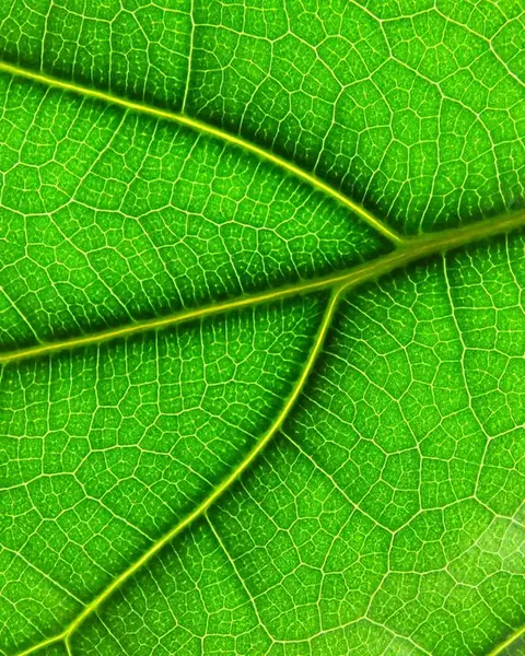 Close-up of a fiddle-leaf fig leaf