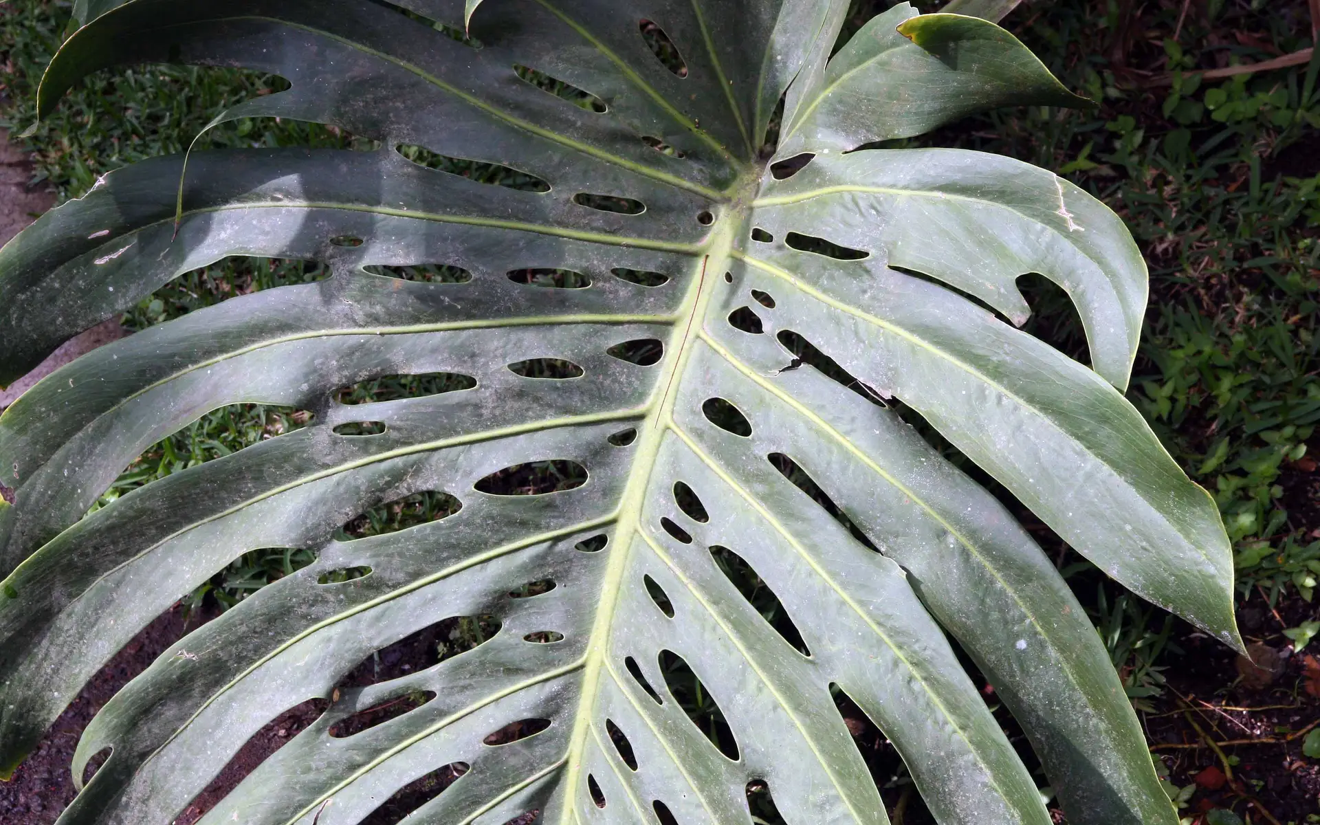 Dark green monstera leaves filling the frame