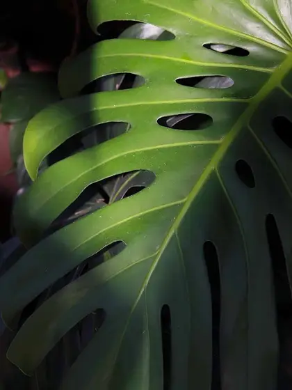 Monstera leaves